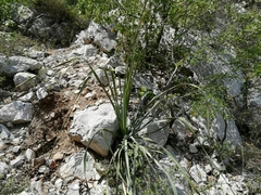 Dasylirion berlandieri