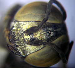 Tachytes freygessneri