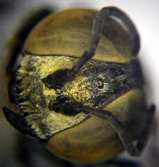 Tachytes freygessneri