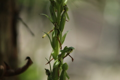 Platanthera limosa
