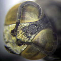 Tachytes freygessneri