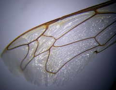 Tachytes freygessneri