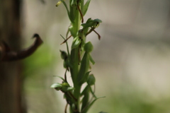Platanthera limosa