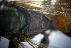 Tachytes freygessneri