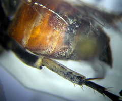 Tachytes freygessneri