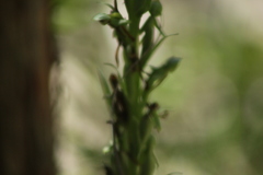 Platanthera limosa