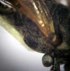 Tachytes freygessneri