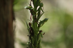Platanthera limosa