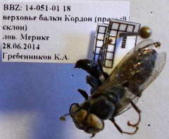 Tachytes freygessneri