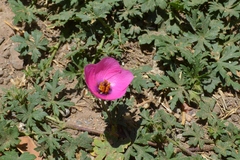 Modiolastrum gilliesii