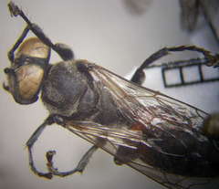 Tachytes freygessneri