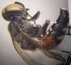 Tachytes freygessneri