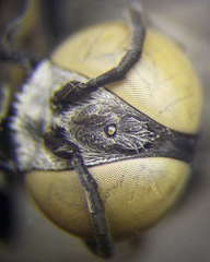 Tachytes freygessneri