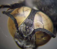 Tachytes freygessneri