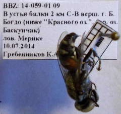 Tachytes freygessneri