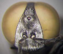 Tachytes freygessneri