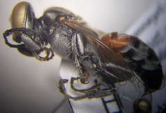 Tachytes freygessneri