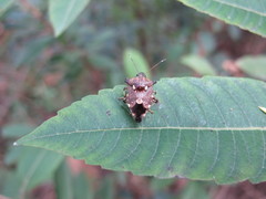 Eocanthecona concinna