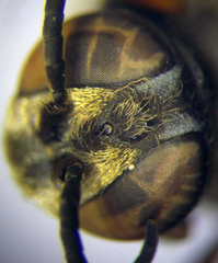 Tachytes obsoletus