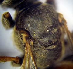 Tachytes obsoletus