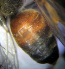 Tachytes obsoletus