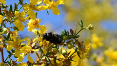 Xylocopa splendidula
