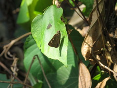 Polytremis lubricans