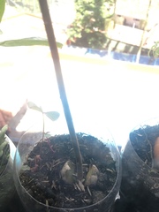 Brosimum alicastrum