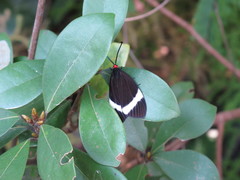Pidorus