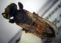 Tachytes obsoletus