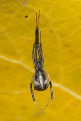Episinus truncatus