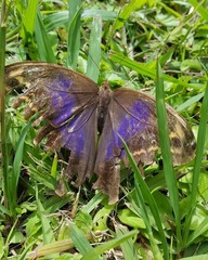 Eryphanis aesacus