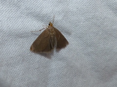 Evergestis aenealis
