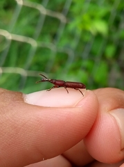 Trachelizini