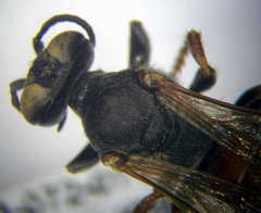 Tachytes obsoletus
