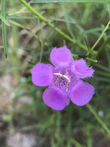 Coastal plain false foxglove (Agalinis harperi)