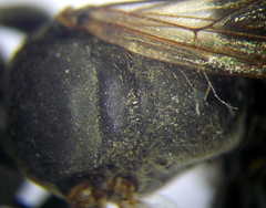 Tachytes obsoletus