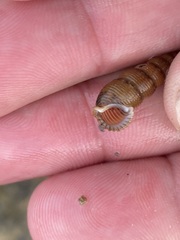 Liocerithium judithae