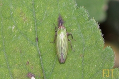 Chlorogonalia losoplanensis