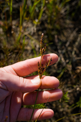 Juncus pelocarpus