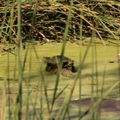Actinemys marmorata pallida