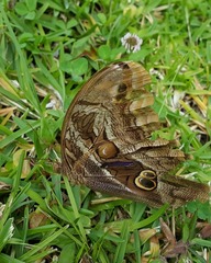 Eryphanis aesacus