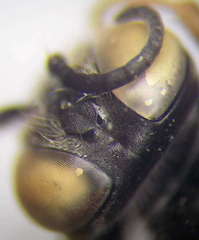 Tachytes obsoletus
