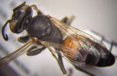 Tachytes obsoletus