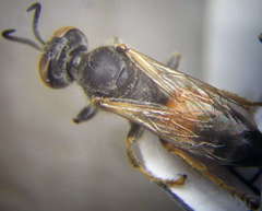 Tachytes obsoletus