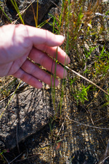 Juncus pelocarpus