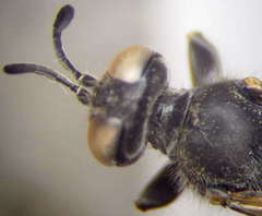 Tachytes obsoletus