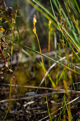 Utricularia cornuta