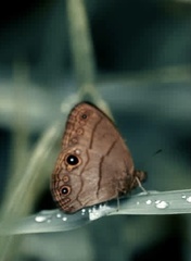 Hermeuptychia harmonia