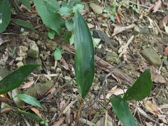 Aspidistra